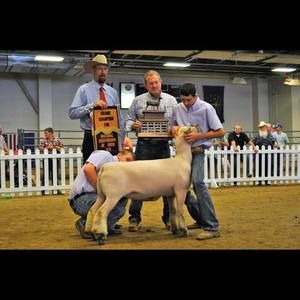 Meet your Posher, Preston